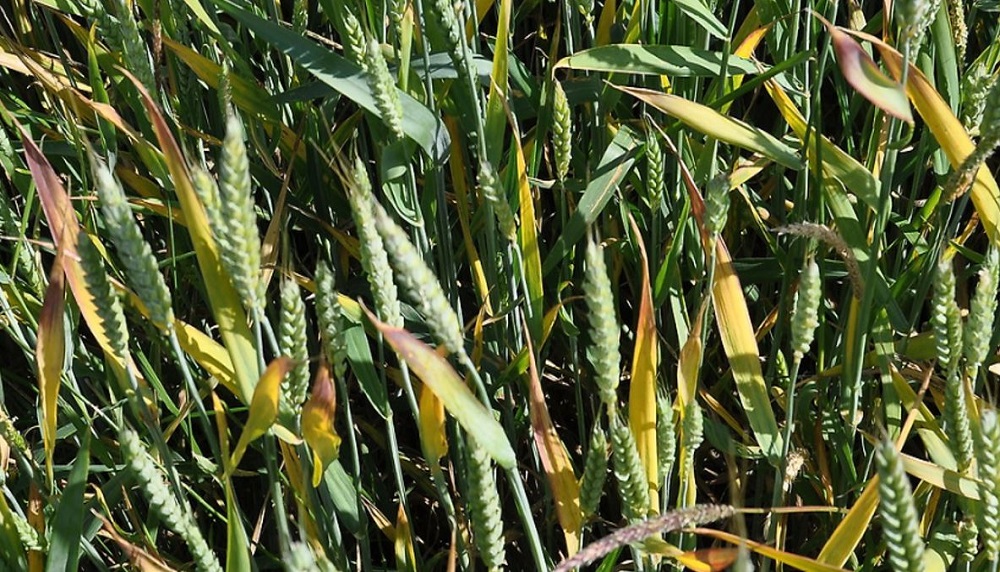 Red tipping of upper cereal leaves following BYDV infection